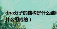 dna分子的結構是什么結構(DNA分子是由什么組成的)