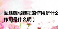鰓絲鰓弓鰓耙的作用是什么(鰓絲鰓弓鰓耙的作用是什么呢)