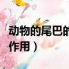 動物的尾巴的作用是什么（動物的尾巴有什么作用）