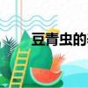 豆青蟲的養殖方法（豆青蟲的養殖）