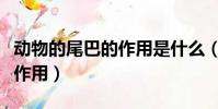 動物的尾巴的作用是什么(動物的尾巴有什么作用)