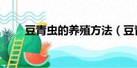 豆青蟲的養殖方法(豆青蟲的養殖)