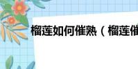 榴蓮如何催熟(榴蓮催熟的方法)