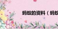 螞蟻的資料(螞蟻介紹)