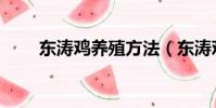 東濤雞養殖方法(東濤雞怎么養殖)