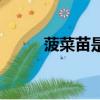 菠菜苗是什么（菠菜苗簡單介紹）