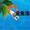 金魚藻種植（金魚藻怎么種植）
