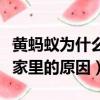 黃螞蟻為什么會出現在家里（黃螞蟻會出現在家里的原因）