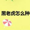 黑老虎怎么種植怎么管理（怎么種植黑老虎）