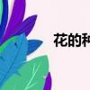 花的種類（你知道有多少嗎）