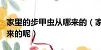 家里的步甲蟲從哪來的(家里的步甲蟲是怎么來的呢)