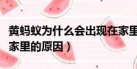 黃螞蟻為什么會出現在家里(黃螞蟻會出現在家里的原因)