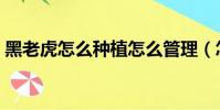黑老虎怎么種植怎么管理(怎么種植黑老虎)