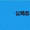 公雞怎么叫（公雞應該怎么叫）