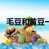 毛豆和黃豆一樣嗎（毛豆和黃豆是一種東西嗎）