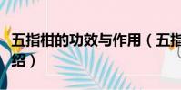 五指柑的功效與作用(五指柑的功效與作用介紹)