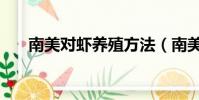 南美對蝦養殖方法(南美對蝦怎么養)