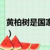 黃柏樹是國家保護樹種嗎（黃柏樹的作用講解）