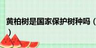 黃柏樹是國家保護樹種嗎(黃柏樹的作用講解)