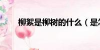 柳絮是柳樹的什么(是怎么形成的)