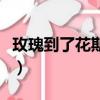 玫瑰到了花期什么意思（玫瑰到了花期的意思）