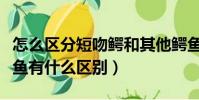怎么區分短吻鱷和其他鱷魚(短吻鱷和其他鱷魚有什么區別)