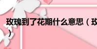 玫瑰到了花期什么意思(玫瑰到了花期的意思)