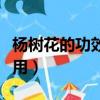 楊樹花的功效與作用（楊樹花有什么功效與作用）