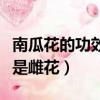 南瓜花的功效與作用及禁忌（南瓜花是雄花還是雌花）