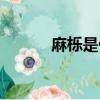 麻櫟是什么意思（麻櫟的介紹）