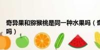 奇異果和獼猴桃是同一種水果嗎(奇異果和獼猴桃是一樣的嗎)