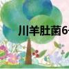 川羊肚菌6號（關于川羊肚菌6號簡介）