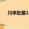 川羊肚菌1號（關于川羊肚菌1號簡介）