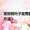 發財樹葉子發黃脫落怎樣挽救（發財樹葉子發黃脫落的挽救方法）