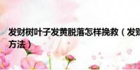 發財樹葉子發黃脫落怎樣挽救(發財樹葉子發黃脫落的挽救方法)