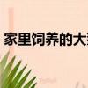 家里飼養的大鵝他們的祖先都是（大鵝介紹）