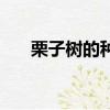 栗子樹的種植方法（如何種植栗子樹）