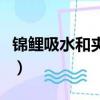 錦鯉吸水和夾什么區別（給大家分享以下內容）