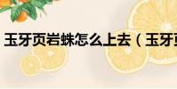 玉牙頁巖蛛怎么上去(玉牙頁巖蛛如何上去)