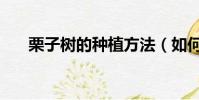 栗子樹的種植方法(如何種植栗子樹)