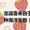 龍涎香來自于哪種海洋生物（龍涎香是來自哪種海洋生物）