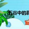 五谷中的菽是什么（五谷中的菽是啥）