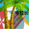 考拉長什么樣（考拉簡單介紹）