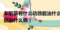 車前草有什么功效能治什么病(車前草的功效能治什么病)
