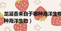 龍涎香來自于哪種海洋生物(龍涎香是來自哪種海洋生物)