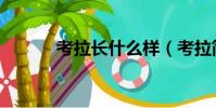 考拉長什么樣(考拉簡單介紹)