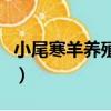 小尾寒羊養殖方法（小尾寒羊養殖方法有哪些）