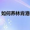 如何養林肯港鸚鵡（林肯港鸚鵡的養殖方法）