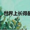 世界上長得最快的植物（長的快的是竹子）