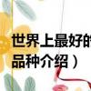 世界上最好的生蠔叫什么（世界三大頂級生蠔品種介紹）